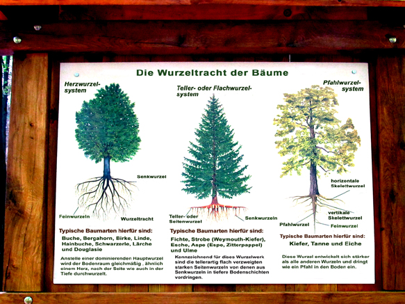 n_20_kö_inf-laubwald.jpg